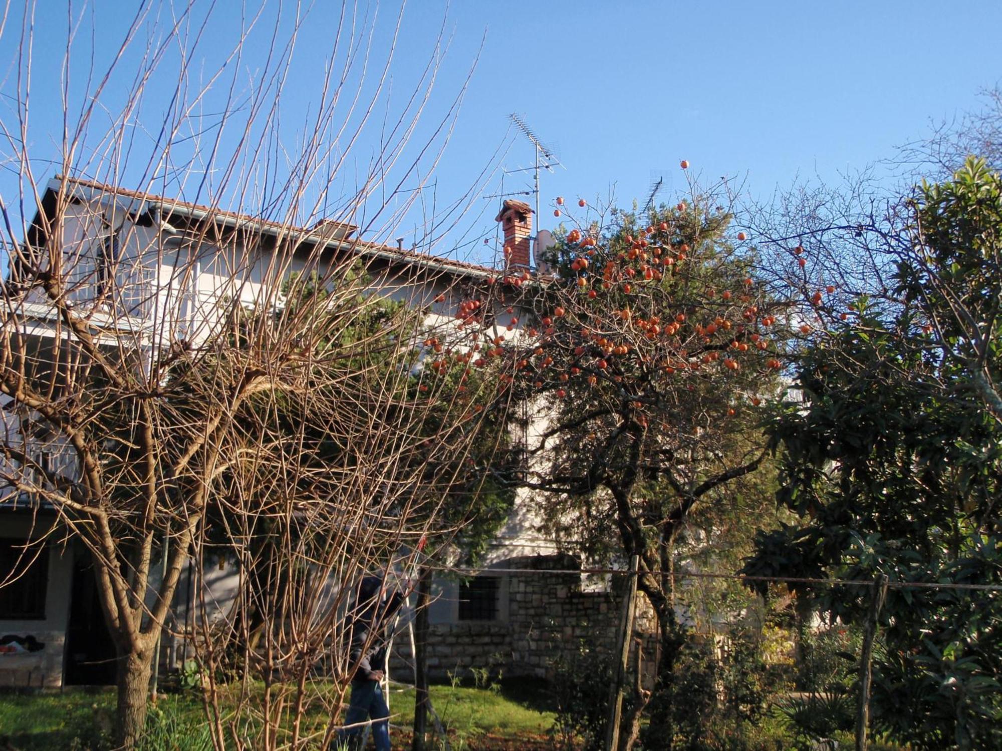 Apartments Miri Zambratija (Istria) Exterior foto